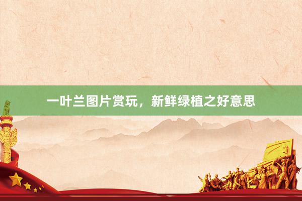 一叶兰图片赏玩，新鲜绿植之好意思